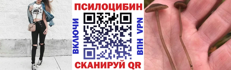 купить наркотик  Абдулино  Галлюциногенные грибы Psilocybe 